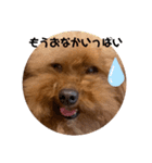 cocoaと仲間達の日常。（個別スタンプ：12）