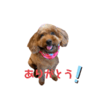 cocoaと仲間達の日常。（個別スタンプ：14）