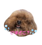cocoaと仲間達の日常。（個別スタンプ：18）