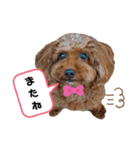 cocoaと仲間達の日常。（個別スタンプ：20）