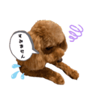 cocoaと仲間達の日常。（個別スタンプ：22）