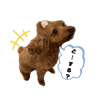 cocoaと仲間達の日常。（個別スタンプ：23）