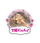 cocoaと仲間達の日常。（個別スタンプ：26）