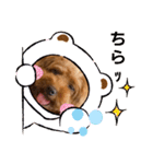 cocoaと仲間達の日常。（個別スタンプ：36）