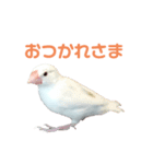 かわいいぶんちゃんのスタンプ（個別スタンプ：6）