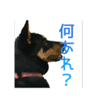 豆のスタンプ1（個別スタンプ：16）