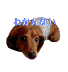 4匹兄弟（個別スタンプ：13）