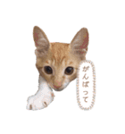4匹兄弟（個別スタンプ：16）
