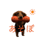 4匹兄弟（個別スタンプ：17）