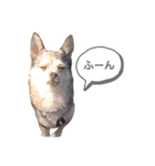 4匹兄弟（個別スタンプ：23）