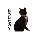 4匹兄弟（個別スタンプ：34）