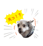 4匹兄弟（個別スタンプ：35）