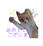 4匹兄弟（個別スタンプ：36）