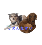 4匹兄弟（個別スタンプ：37）