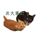 4匹兄弟（個別スタンプ：38）