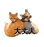 4匹兄弟（個別スタンプ：40）