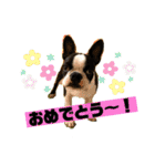 ボストンテリア挨拶シリーズ（個別スタンプ：8）