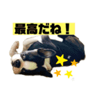ボストンテリア挨拶シリーズ（個別スタンプ：14）