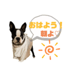 ボストンテリア挨拶シリーズ（個別スタンプ：17）