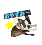 ボストンテリア挨拶シリーズ（個別スタンプ：18）