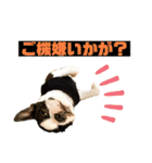 ボストンテリア挨拶シリーズ（個別スタンプ：23）