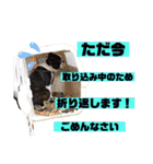 ボストンテリア挨拶シリーズ（個別スタンプ：24）