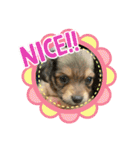 ⭐︎leocie⭐︎（個別スタンプ：12）