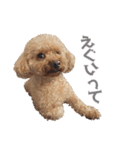 ワッフルちゃんスタンプ2（個別スタンプ：2）