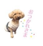 ワッフルちゃんスタンプ2（個別スタンプ：5）