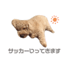 ワッフルちゃんスタンプ2（個別スタンプ：6）