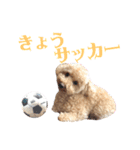 ワッフルちゃんスタンプ2（個別スタンプ：8）