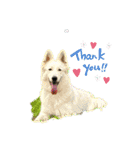 ホワイトシェパードの日常用語（個別スタンプ：2）
