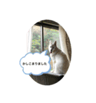 ホワイトシェパードの日常用語（個別スタンプ：9）
