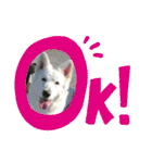 ホワイトシェパードの日常用語（個別スタンプ：11）