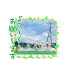 ホワイトシェパードの日常用語（個別スタンプ：14）