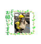 ホワイトシェパードの日常用語（個別スタンプ：15）
