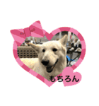 ホワイトシェパードの日常用語（個別スタンプ：17）