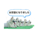 ホワイトシェパードの日常用語（個別スタンプ：22）