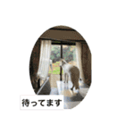 ホワイトシェパードの日常用語（個別スタンプ：26）