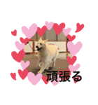 ホワイトシェパードの日常用語（個別スタンプ：28）