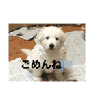 ホワイトシェパードの日常用語（個別スタンプ：31）