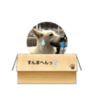 ホワイトシェパードの日常用語（個別スタンプ：32）