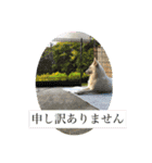 ホワイトシェパードの日常用語（個別スタンプ：34）