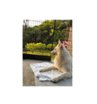 ホワイトシェパードの日常用語（個別スタンプ：37）