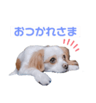R.C.A（個別スタンプ：5）