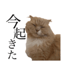 猫好きな我、大勝利なスタンプ（個別スタンプ：1）