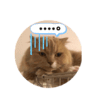 猫好きな我、大勝利なスタンプ（個別スタンプ：4）