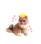 猫好きな我、大勝利なスタンプ（個別スタンプ：6）