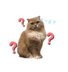 猫好きな我、大勝利なスタンプ（個別スタンプ：7）