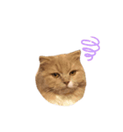 猫好きな我、大勝利なスタンプ（個別スタンプ：8）